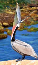 Pelicans (San Diego,CA)